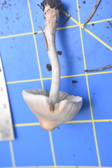 Inocybe pudica