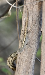 Anolis jubar oriens