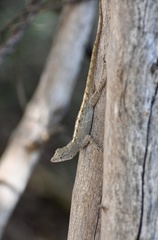 Anolis jubar oriens