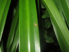 Lemidia aptera