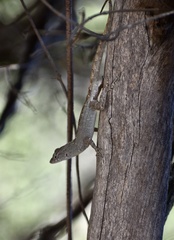 Anolis jubar oriens