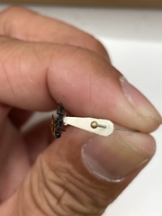 Odontomachus simillimus