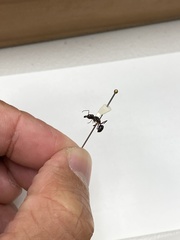 Odontomachus simillimus
