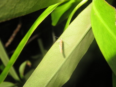 Pyroderces apparitella