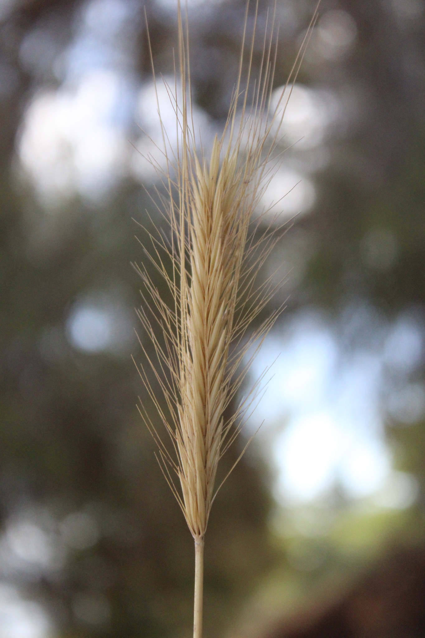 Bulbous Barley (Hordeum bulbosum)