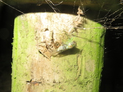 Theridion zantholabio