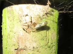 Theridion zantholabio