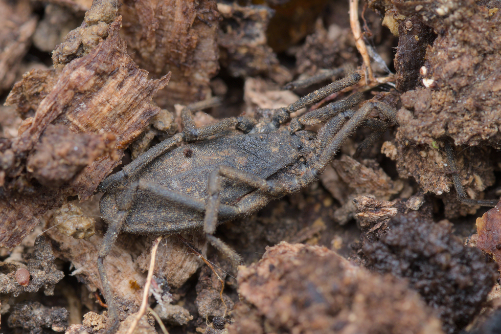 Trogulus pyrenaicus