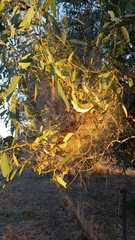 Phryganoporus candidus