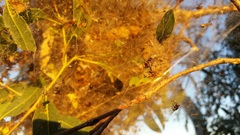 Phryganoporus candidus