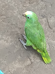 Amazona ochrocephala