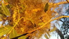 Phryganoporus candidus