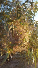 Phryganoporus candidus