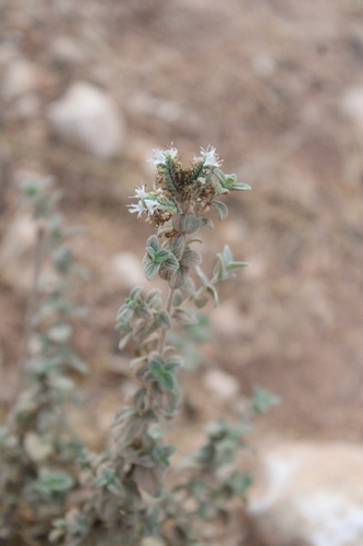Biblical-hyssop (Origanum syriacum)