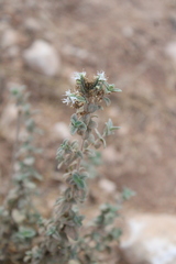 Origanum syriacum, photograph (c) yelena_antipova, some rights reserved (CC BY)