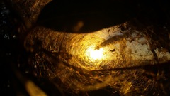 Phryganoporus candidus