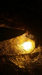 Phryganoporus candidus