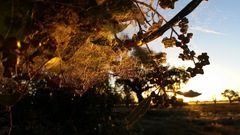 Phryganoporus candidus