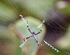 Argiope butchko