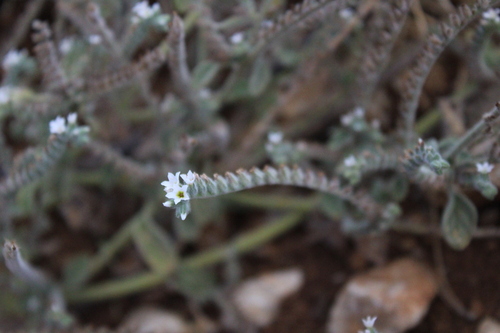 Heliotropium bovei (Heliotropium bovei)