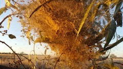 Phryganoporus candidus