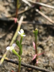 Stylidium despectum