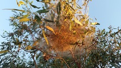 Phryganoporus candidus