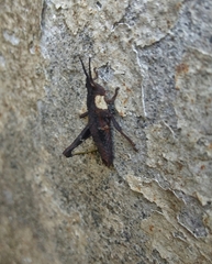 Tropidostethus angusticollis