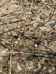 Stylidium despectum