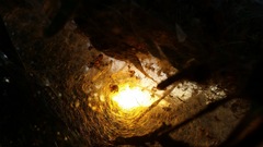 Phryganoporus candidus