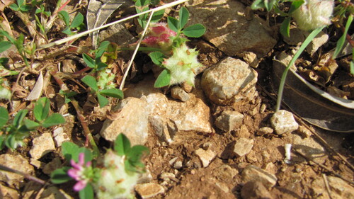 Trifolium resupinatum iNat (2)