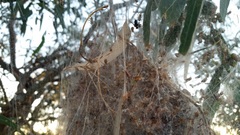 Phryganoporus candidus