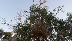 Phryganoporus candidus