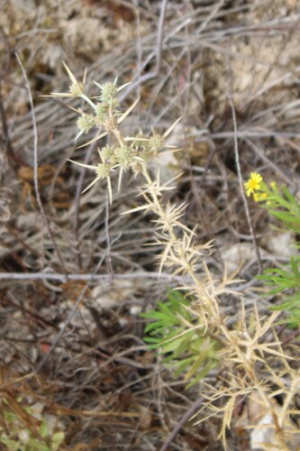 Ball Eryngo (Eryngium glomeratum)