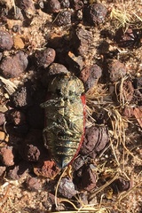 Stigmodera sanguinosa