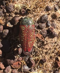 Stigmodera sanguinosa