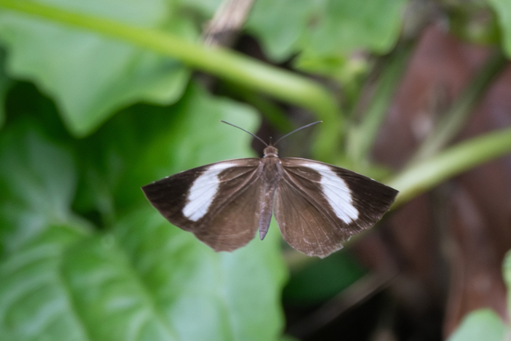 Lesser Brownie