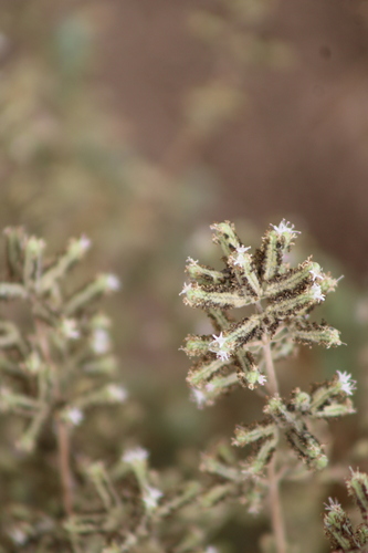 Biblical-Hyssop (Origanum syriacum)