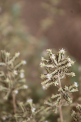 Origanum syriacum