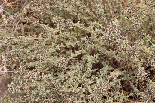 Origanum syriacum, photograph 2
