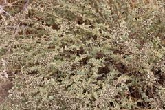 Origanum syriacum, photograph (c) yelena_antipova, some rights reserved (CC BY)