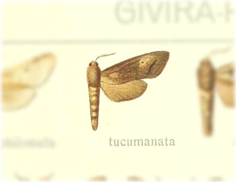Givira tucumanata