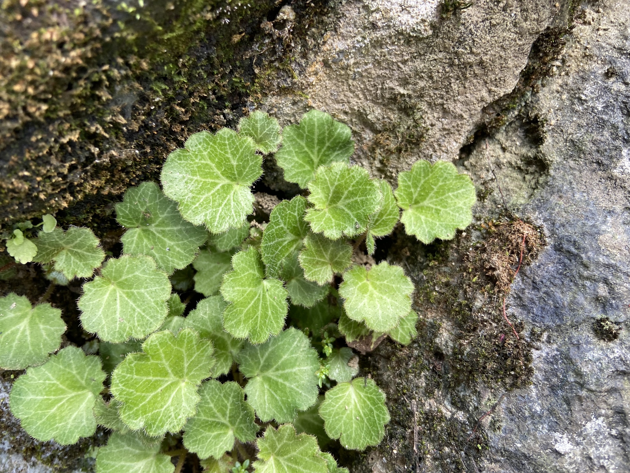Saxifraga stolonifera (Saxifraga stolonifera)