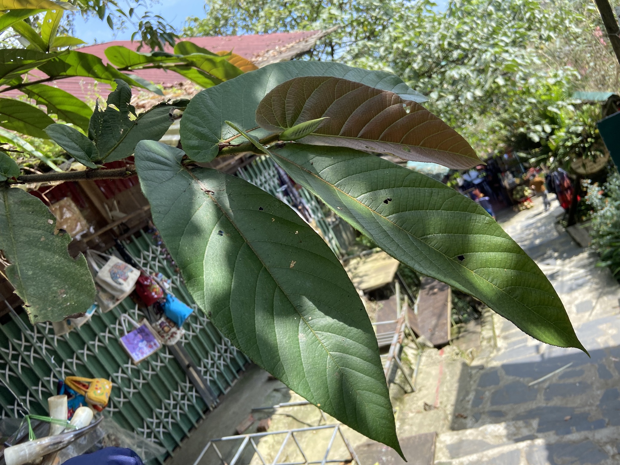 Ficus semicordata (Ficus semicordata)