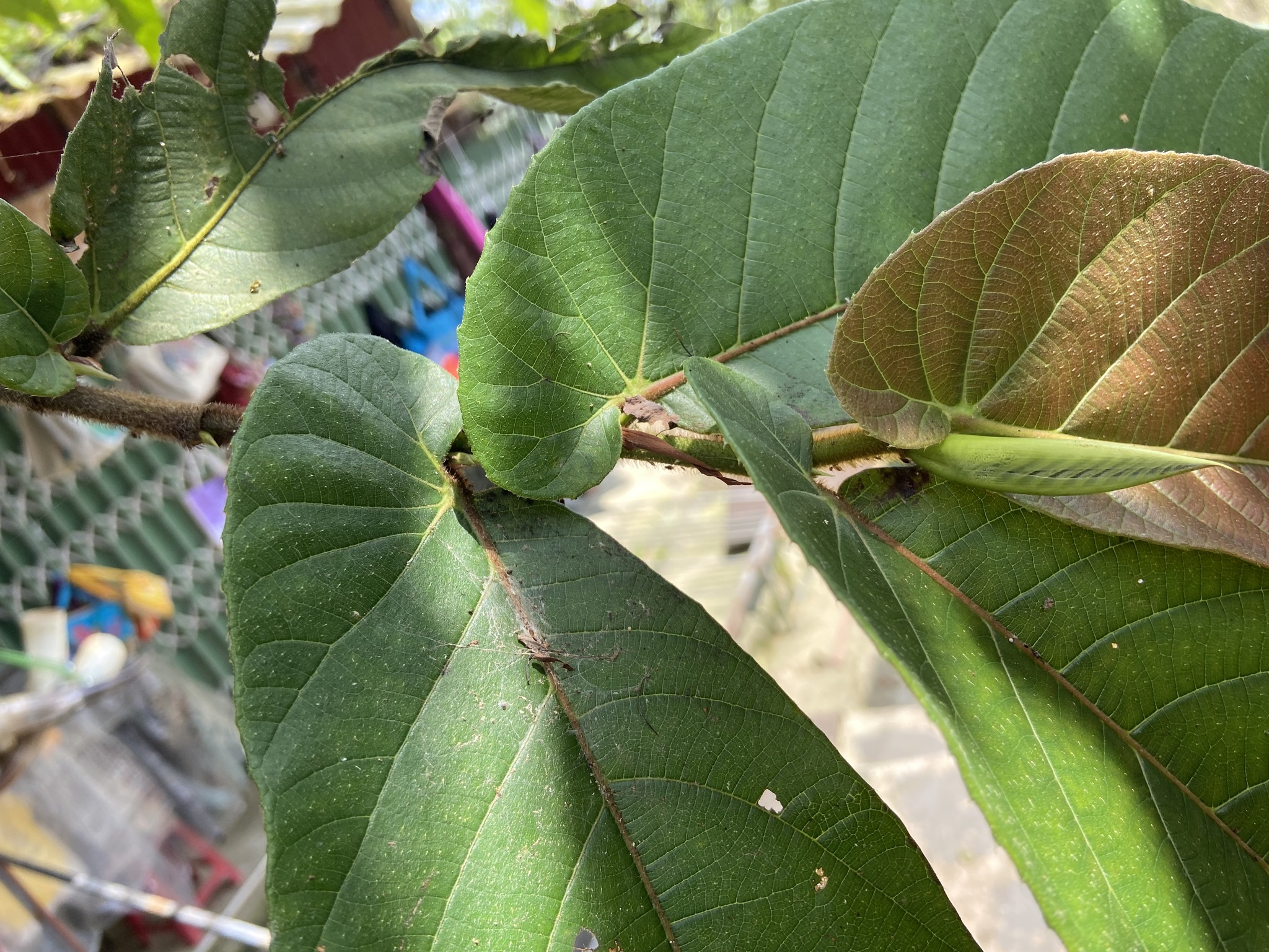Ficus semicordata — ảnh 2