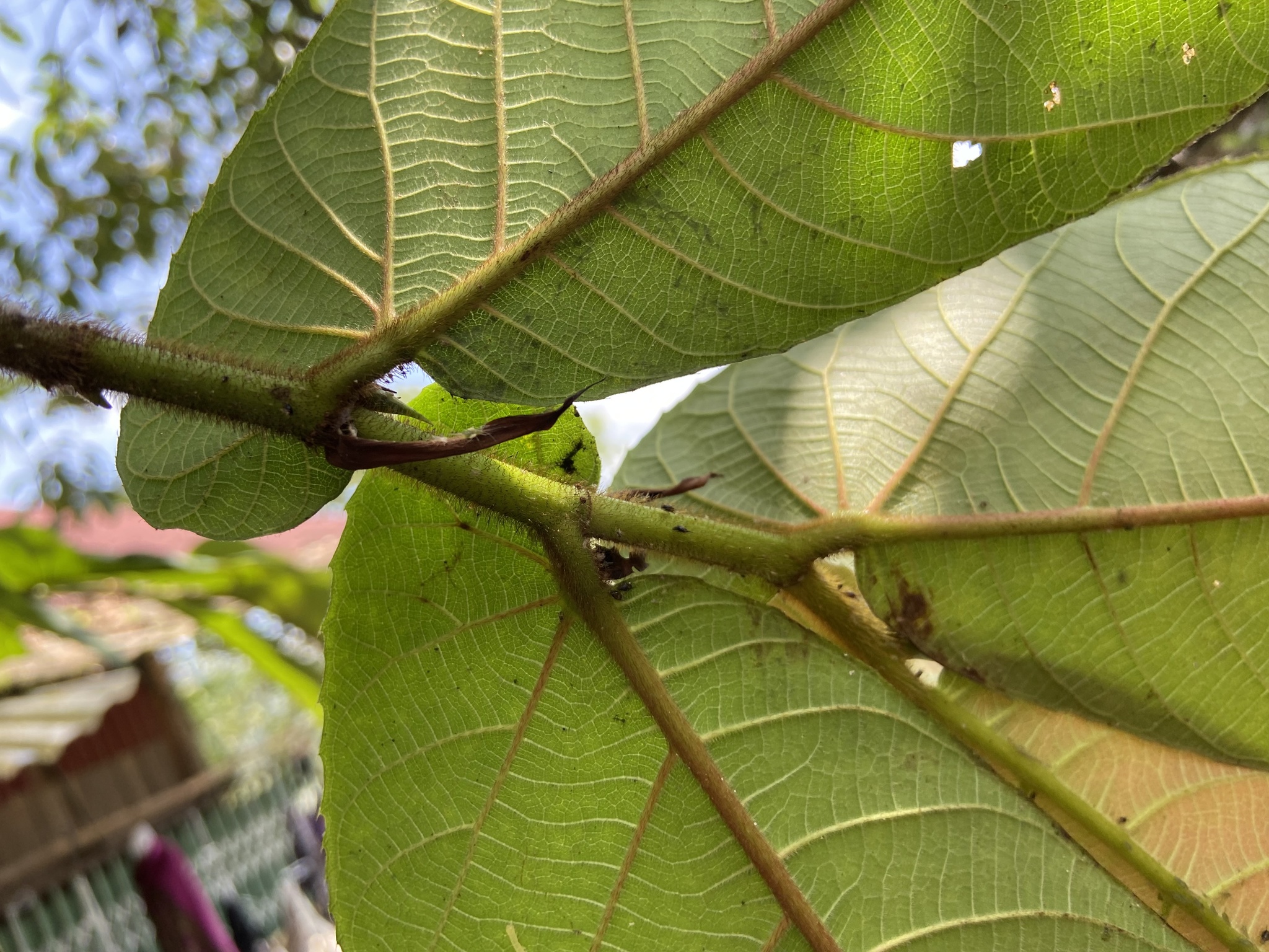 Ficus semicordata — ảnh 3
