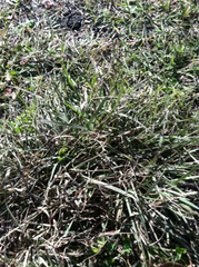 Bouteloua rigidiseta
