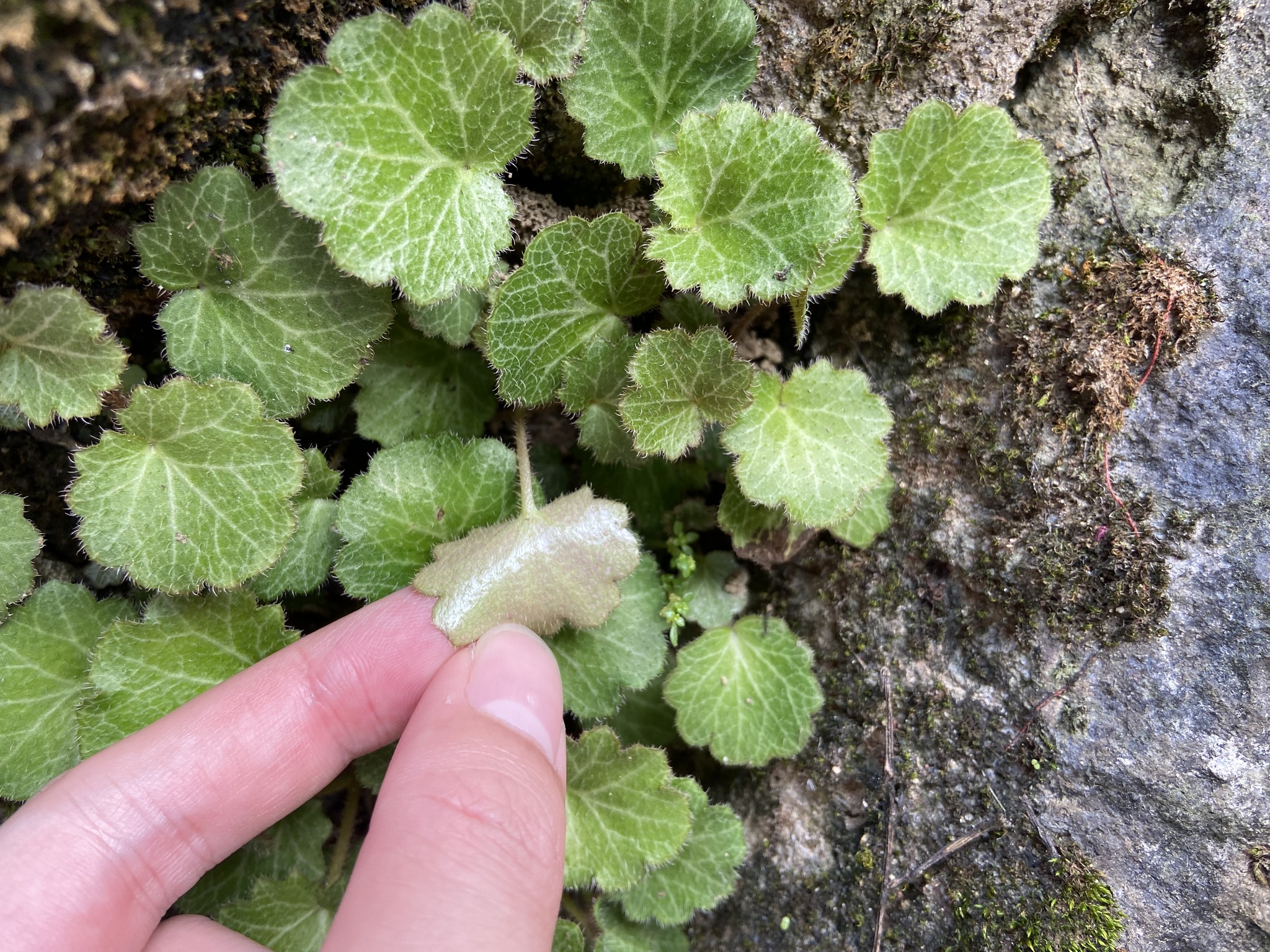 Saxifraga stolonifera — ảnh 2