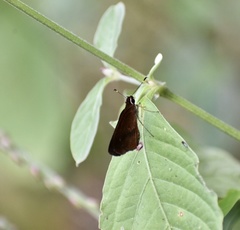 Synapte malitiosa
