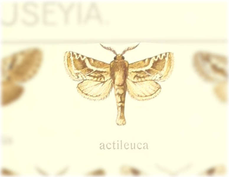 Givira actileuca